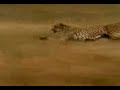 un ratero Mexicano