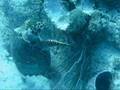 videos de Turtles from Blackbeards