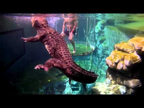 CROCODILE