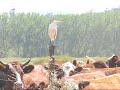 GARZA BOYERA (Bubulcus ibis)