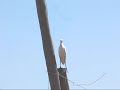 GARZA BOYERA (Bubulcus ibis)