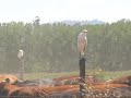 GARZA BOYERA (Bubulcus ibis)