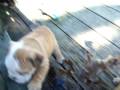 videos de 100 1466