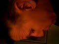 Pappa l�ser bibeln
