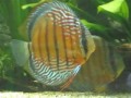 mon bocal a discus sauvage