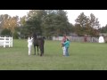Delaware Dressage - Friesian Sport Horse in Hand