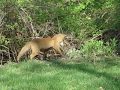 Baby Fox Memorial