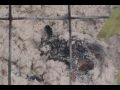 Turtle Nest Hatching 8 12 09 Gulf Shores Alabama B3