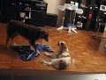 Chewie and Fenway play fighting