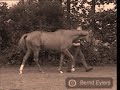 New Video For Horse Contest-First Half
