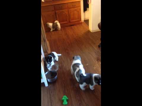 Alaska Akita puppies