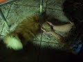 Yulios, pomerania Cachorro