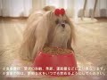 Misaki Ito-all about my dog Misaki Ito-all about my dog