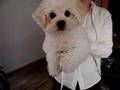Waving Bichon