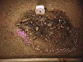 decomposition of baby pigs