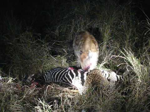 LEOPARD FIGHT