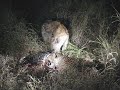 Leopard and Hyena Fight at Mala Mala