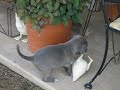 more blue lacy pups --first kill