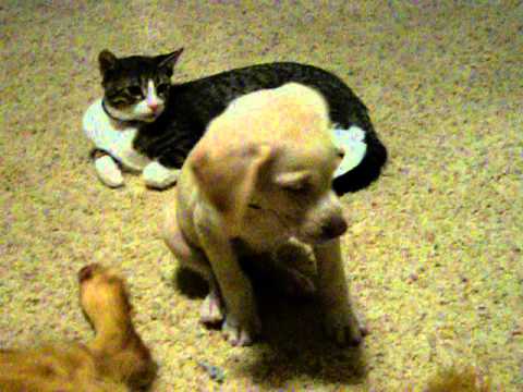 Torque – part yellow lab and greyhound  Curious about our cats the first day home