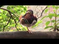 ?HDTV? ??????? Autumn foliage?Image Video ?HDTV? ??????? Autumn foliage?Image Video