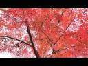 videos de 【HDTV】 紅葉スペシャル Autumn foliage　Image Video