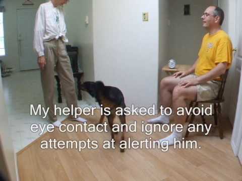 how to train service dogs