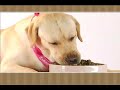 Labrador Video Labrador Video
