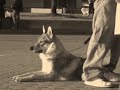 wolfdog-litexpo