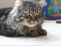Mhurte - norwegian forest cat Mhurte - norwegian forest cat