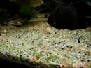 corydoras aeneus albino
