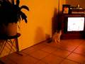 videos de Eclipse is Silly