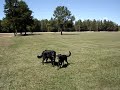 Sophie and Bear #2