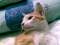 cat cat