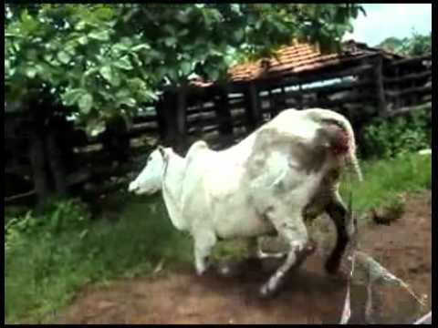 Woman kicked by Ninja Cow