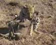 The Leopard Kill in Krugerpark