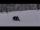 Dog Cam