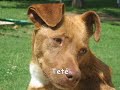No Compres...¡¡ADOPTA!! (Arca de Noé Sevilla)