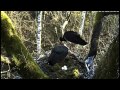 Black Storks of Estonia