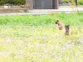 『ベルジアン タービュレン』の子犬 1