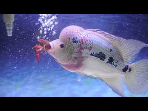 Flowerhorn - Flowerhorn eating two crawfish.