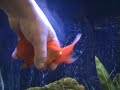 punch-goldfish.html