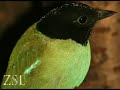 Tropical birds: Blackburn Pavilion Preview Tropical birds: Blackburn Pavilion Preview