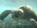 Hawaii Sea Turtle Puako