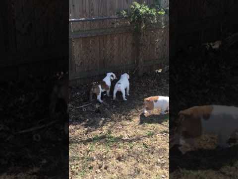 catdog playing in the back yard with brother