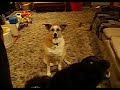 Barking Dogs