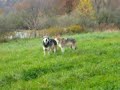 willow-twister-howl-at-wolf-park-.html