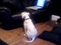 pigeon most haunted