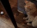 gato ronaldi�o