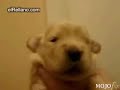 cachorro aullando