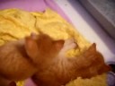 Foster Kitties Foster Kitties
